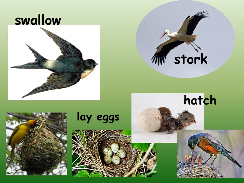 swallow stork lay eggs hatch